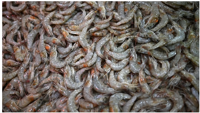 Radioactive Shrimp Walmart